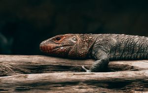 Preview wallpaper lizard, reptile, brown, scales, tree