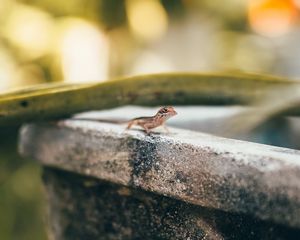 Preview wallpaper lizard, reptile, brown, macro