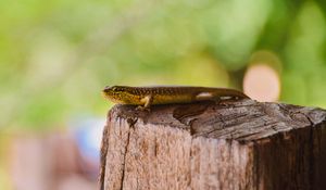 Preview wallpaper lizard, reptile, brown, wildlife