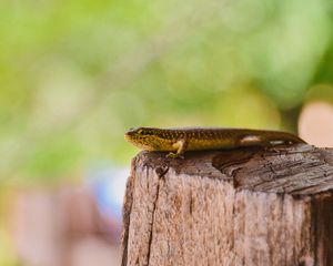 Preview wallpaper lizard, reptile, brown, wildlife