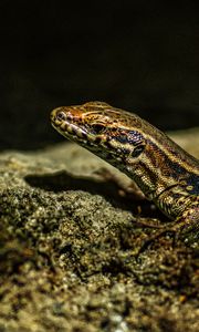 Preview wallpaper lizard, reptile, brown, spots, macro