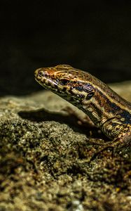 Preview wallpaper lizard, reptile, brown, spots, macro