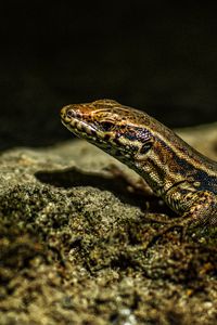 Preview wallpaper lizard, reptile, brown, spots, macro