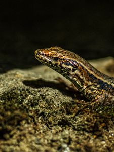 Preview wallpaper lizard, reptile, brown, spots, macro