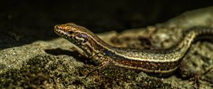 Preview wallpaper lizard, reptile, brown, spots, macro