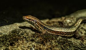 Preview wallpaper lizard, reptile, brown, spots, macro