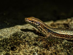 Preview wallpaper lizard, reptile, brown, spots, macro