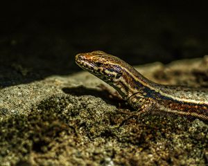 Preview wallpaper lizard, reptile, brown, spots, macro