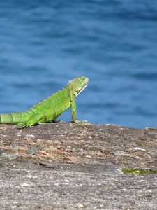 Preview wallpaper lizard, reptile, cliff, stone, wildlife