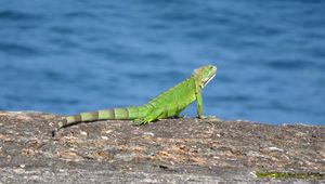 Preview wallpaper lizard, reptile, cliff, stone, wildlife