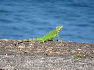Preview wallpaper lizard, reptile, cliff, stone, wildlife