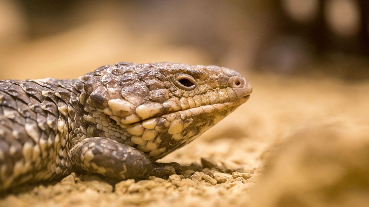 Wallpaper lizard, reptile, color, close-up