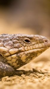 Preview wallpaper lizard, reptile, color, close-up