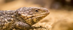 Preview wallpaper lizard, reptile, color, close-up