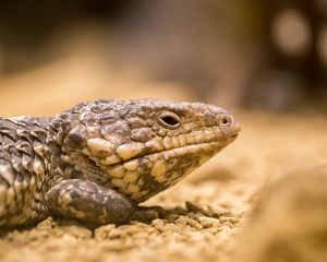 Preview wallpaper lizard, reptile, color, close-up