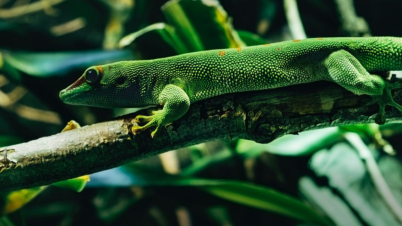 Wallpaper lizard, reptile, color