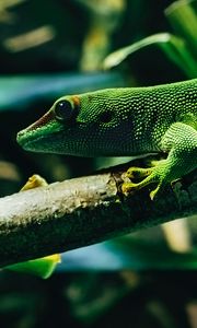 Preview wallpaper lizard, reptile, color