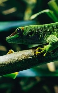 Preview wallpaper lizard, reptile, color