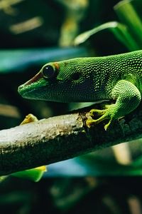 Preview wallpaper lizard, reptile, color