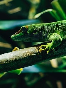 Preview wallpaper lizard, reptile, color