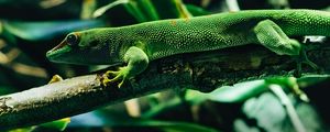 Preview wallpaper lizard, reptile, color