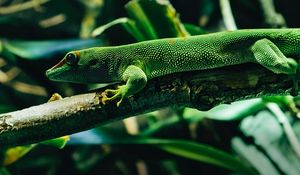 Preview wallpaper lizard, reptile, color