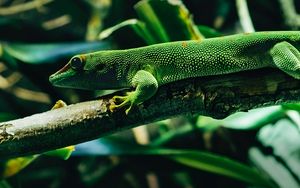 Preview wallpaper lizard, reptile, color