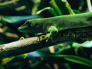 Preview wallpaper lizard, reptile, color