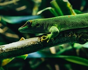 Preview wallpaper lizard, reptile, color