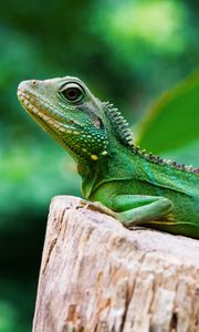 Preview wallpaper lizard, reptile, color, green