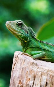 Preview wallpaper lizard, reptile, color, green