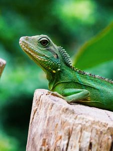 Preview wallpaper lizard, reptile, color, green