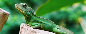 Preview wallpaper lizard, reptile, color, green