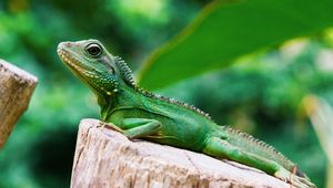 Preview wallpaper lizard, reptile, color, green