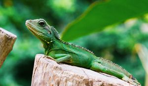 Preview wallpaper lizard, reptile, color, green