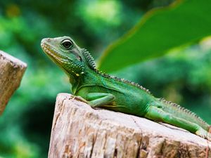 Preview wallpaper lizard, reptile, color, green