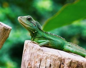 Preview wallpaper lizard, reptile, color, green