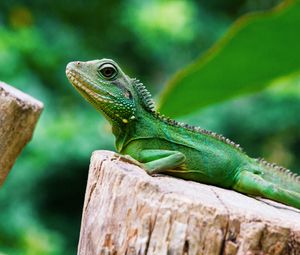 Preview wallpaper lizard, reptile, color, green