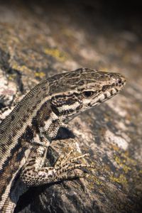 Preview wallpaper lizard, reptile, color