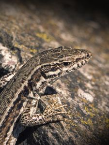 Preview wallpaper lizard, reptile, color