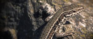 Preview wallpaper lizard, reptile, color