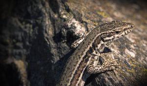 Preview wallpaper lizard, reptile, color