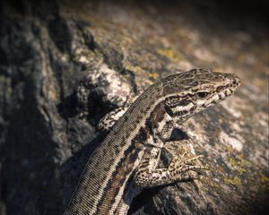 Preview wallpaper lizard, reptile, color