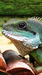 Preview wallpaper lizard, reptile, color