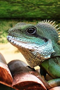 Preview wallpaper lizard, reptile, color