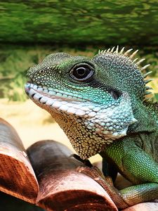 Preview wallpaper lizard, reptile, color