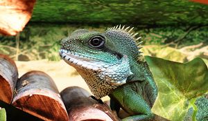 Preview wallpaper lizard, reptile, color