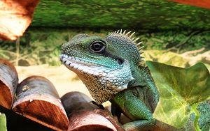 Preview wallpaper lizard, reptile, color