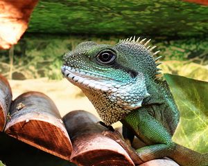 Preview wallpaper lizard, reptile, color