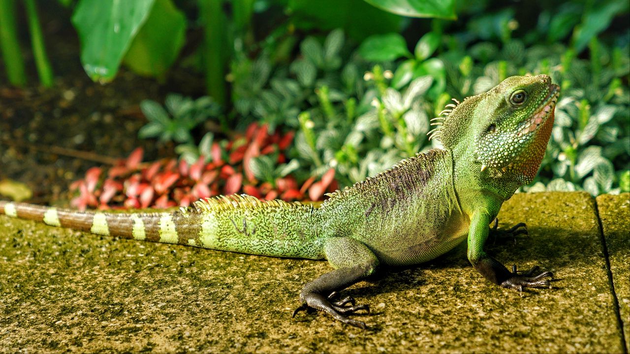 Wallpaper lizard, reptile, color, green